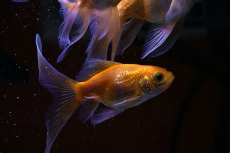 適合養在房間的魚|新手如何養鬥魚？最基本指南：魚缸、燈光、過濾 